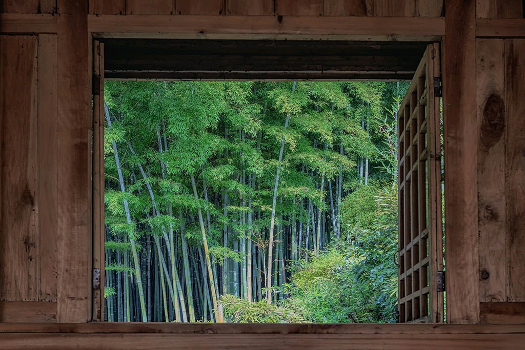 《千般竹韵(外二首)》作者:吴丽跃。朗诵者:鲁冰花。[中国现代诗歌文化传媒]（图7）