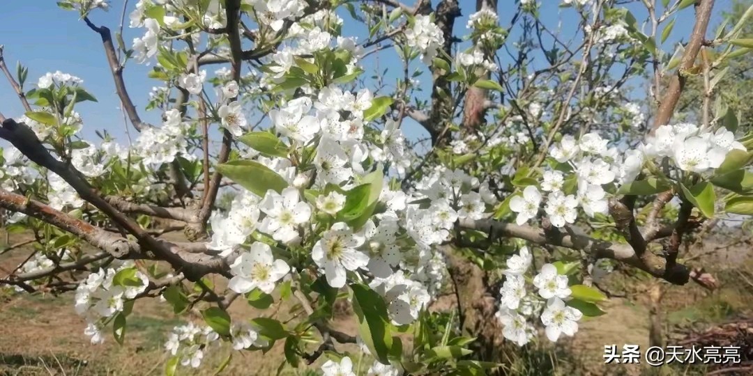 《“梨花″，“情在惊蜇'现代古诗鉴赏》作者:龙游天下。配乐：《惊蜇》。[中国现代诗歌文化传媒]（图5）