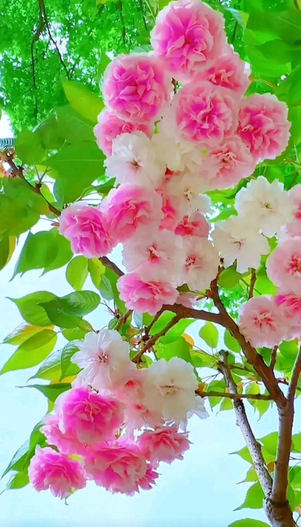 荐赏:张洪光老师诗词作品//《思归客文苑》征稿//都市头条(图5)