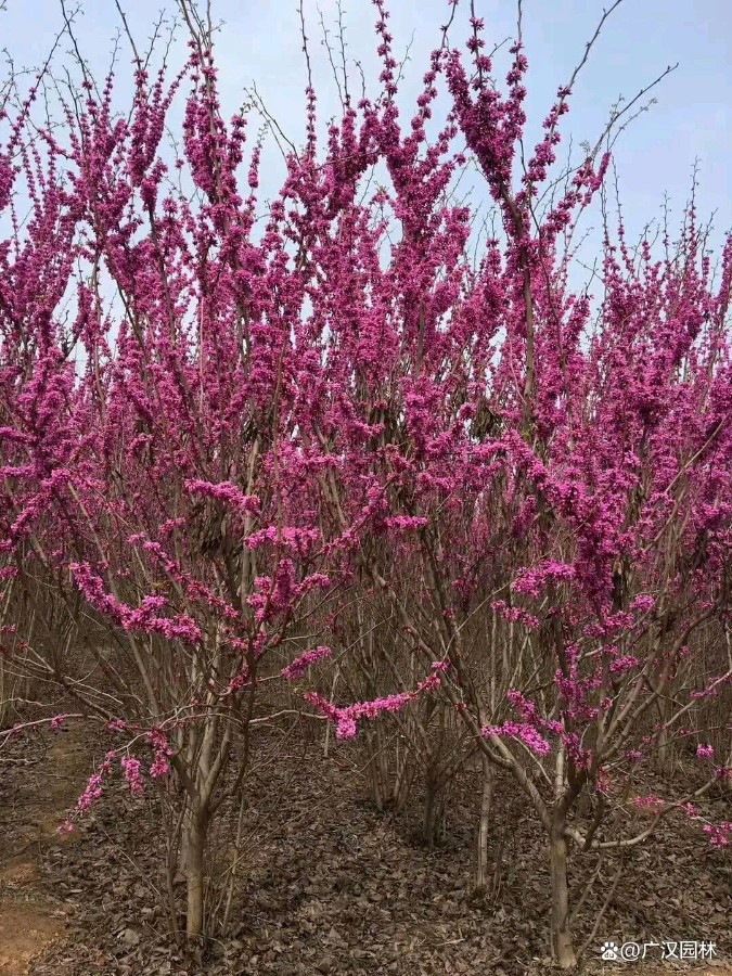 三月,我与花的情缘(图3)