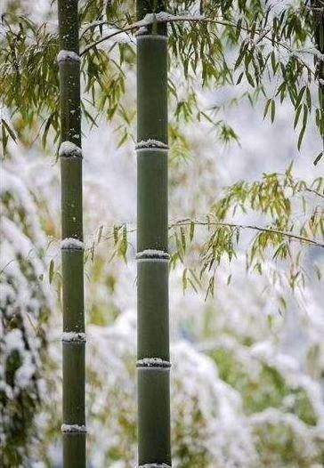 《千般竹韵》作者：吴丽跃。朗读者：孙春华。[中国现代诗歌文化传媒]（图5）