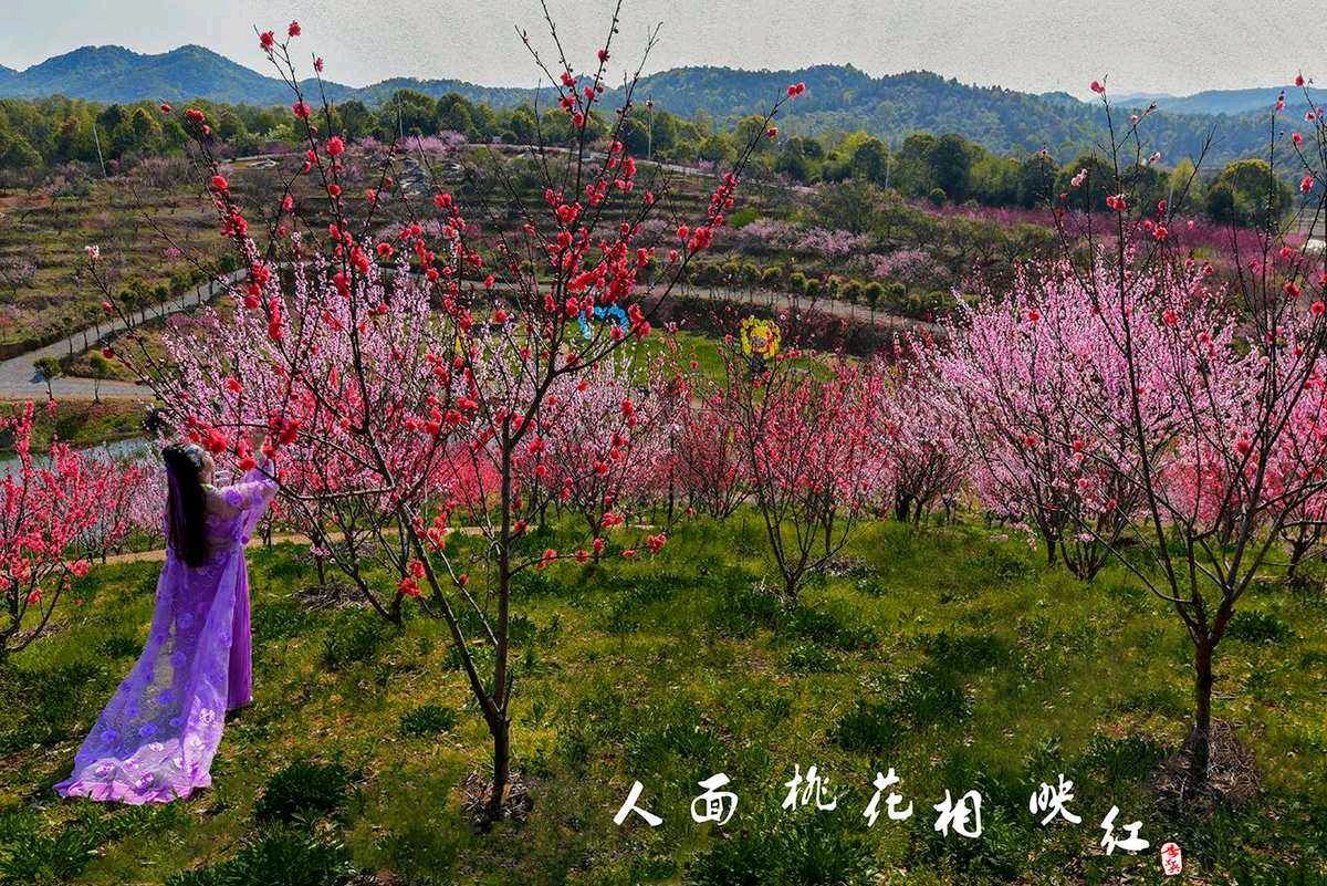 【春韵抒怀】鲁坡//春宵无寐遣相思（图4）