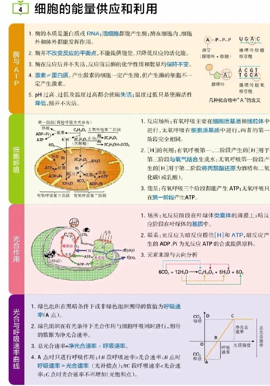 高考生物主干知识清单（图4）
