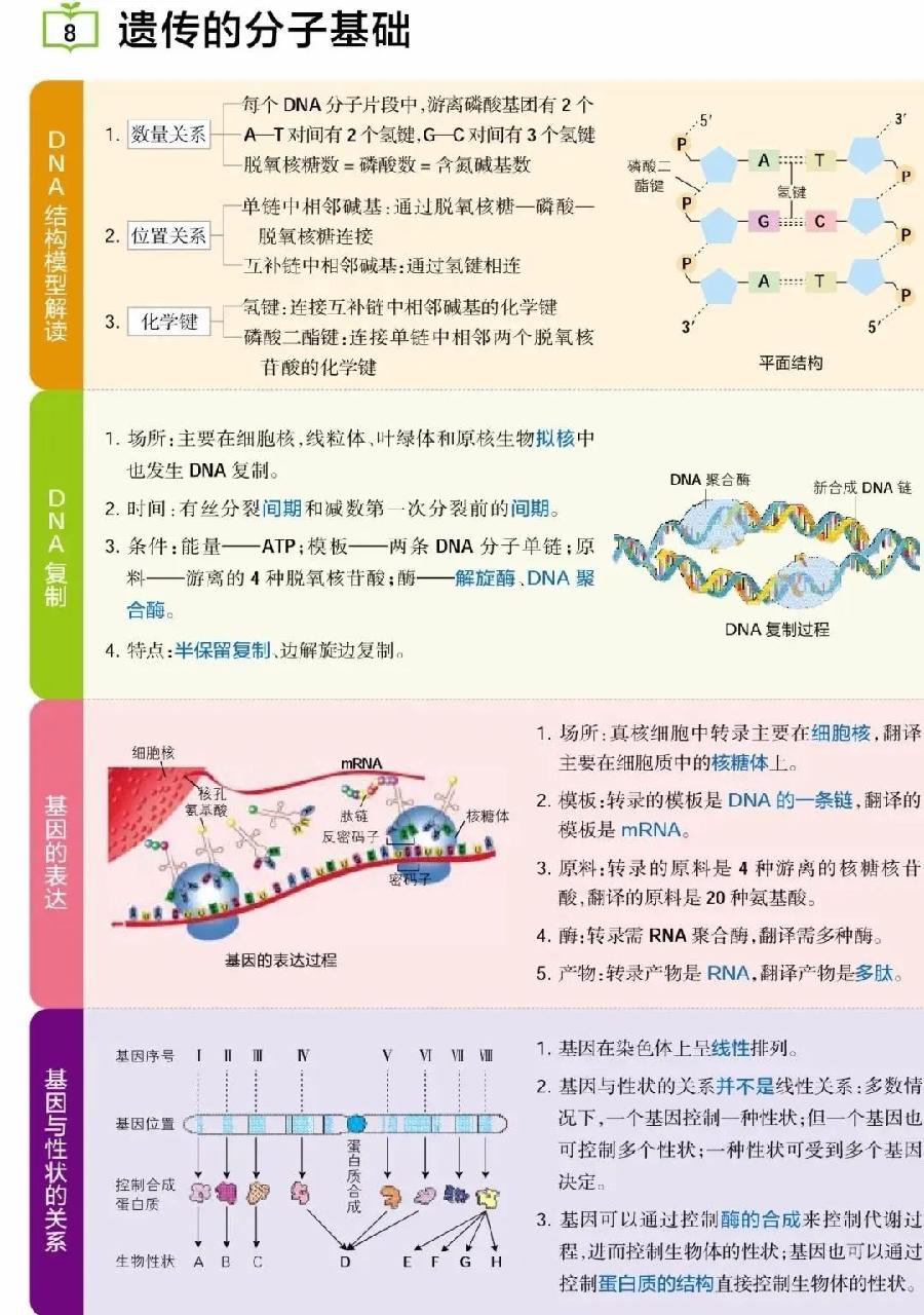高考生物主干知识清单（图8）
