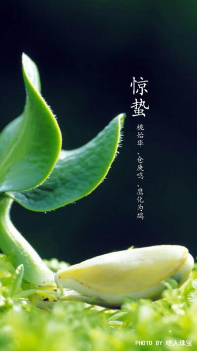 【新山东文学社】《惊蛰推醒万物》作者/张旭 主播/雨花石（图3）
