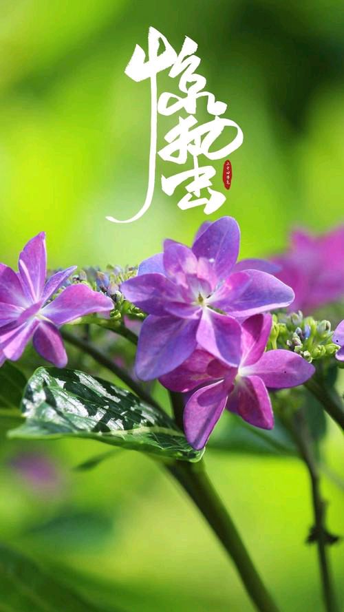 【新山东文学社】《惊蛰推醒万物》作者/张旭 主播/雨花石（图7）