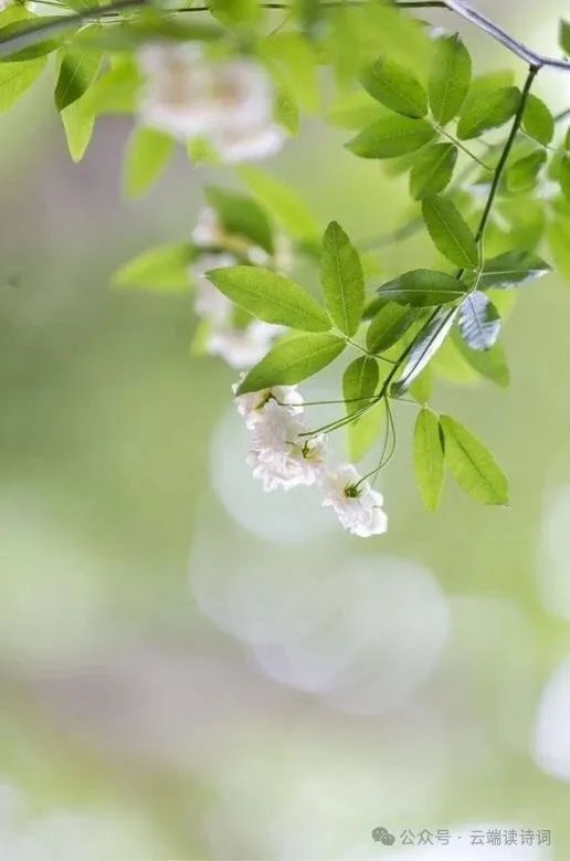 张广新的《七律 初春郊游》