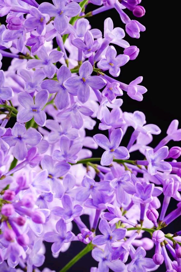 三月,我与花的情缘(图5)