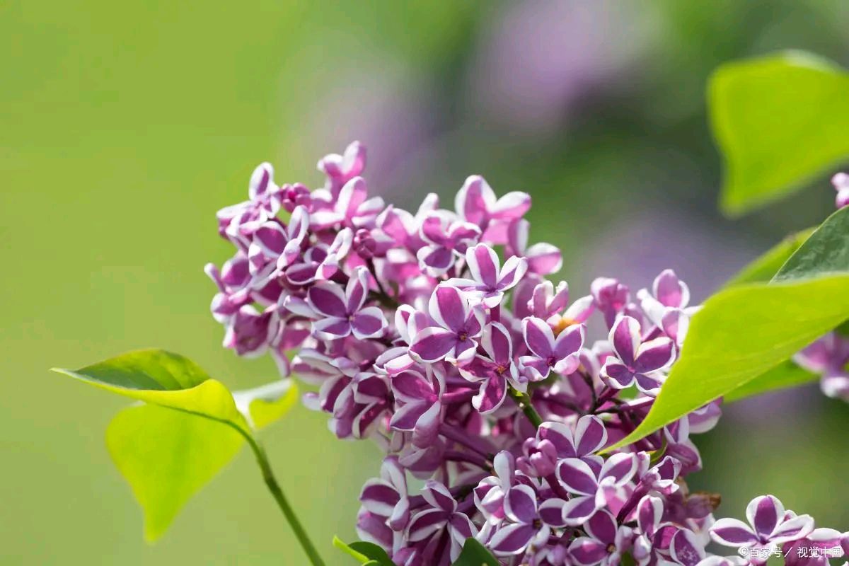 三月,我与花的情缘(图3)