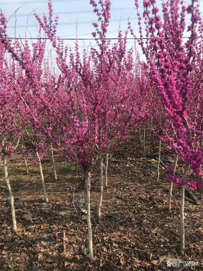 三月,我与花的情缘(图4)