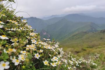 《古道野花》作者:流水【主播:燕子】【桃源国际诗歌文化传媒】用声音传递温暖以诵读致敬人生♬（图5）