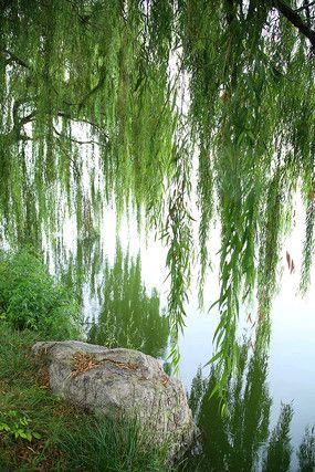 《咏柳》作者:流水【主播:立人心语】【桃源国际诗歌文化传媒】用声音传递温暖以诵读致敬人生♬（图5）