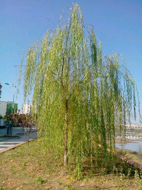 《咏柳》作者:流水【主播:立人心语】【桃源国际诗歌文化传媒】用声音传递温暖以诵读致敬人生♬（图6）
