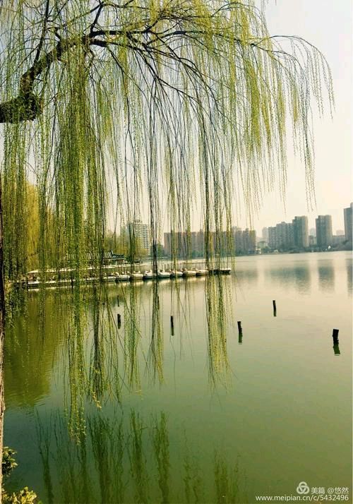 《咏柳》作者:流水【主播:立人心语】【桃源国际诗歌文化传媒】用声音传递温暖以诵读致敬人生♬（图8）