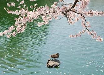 《桃花水》作者:施宏【主播:雪如玉】【桃源国际诗歌文化传媒】用声音传递温暖以诵读致敬人生♬（图6）