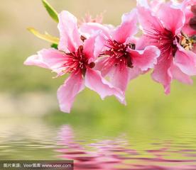 《桃花水》作者:施宏【主播:雪如玉】【桃源国际诗歌文化传媒】用声音传递温暖以诵读致敬人生♬（图7）