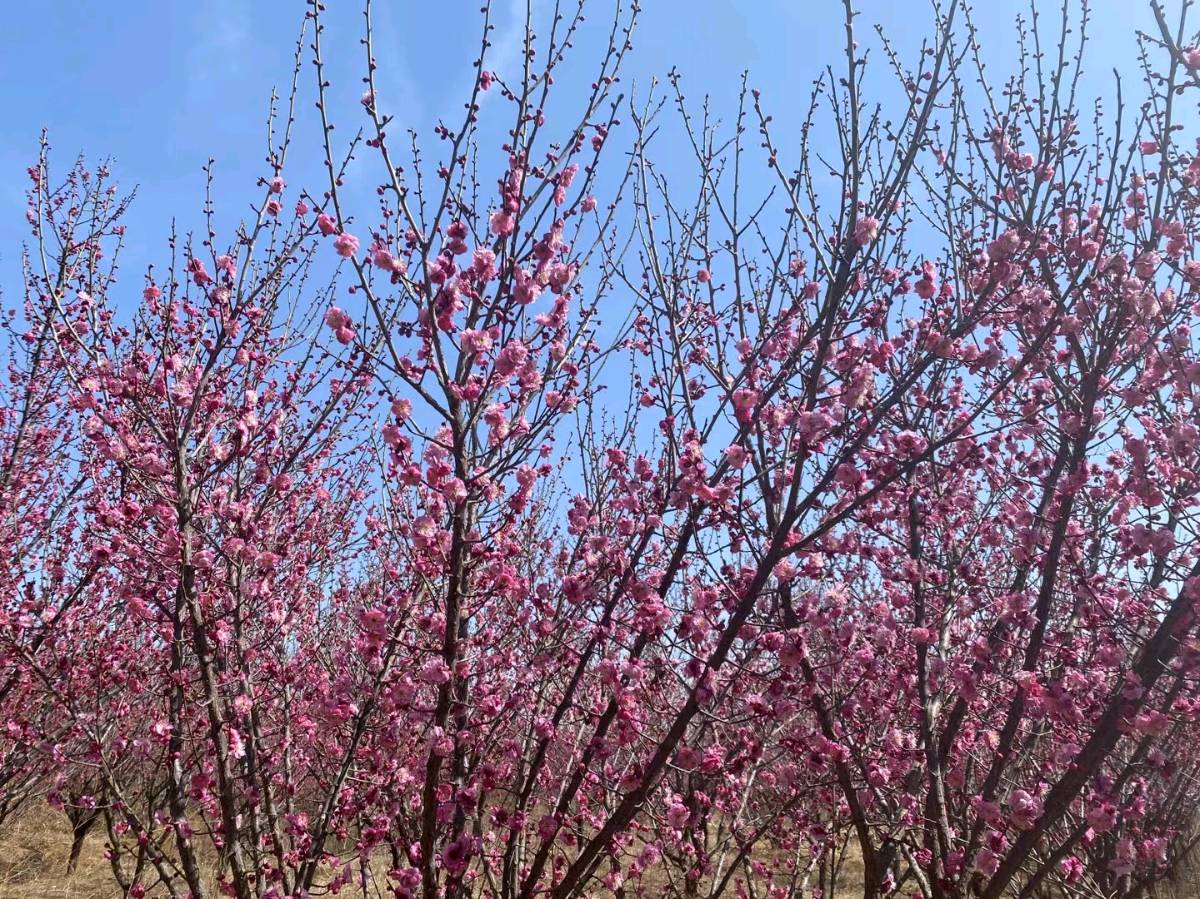 问花（图2）