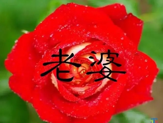 致妻～诗||直白（图8）
