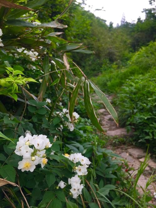 《古道野花》作者:流水【主播:悠闲】【桃源国际诗歌文化传媒】用声音传递温暖以诵读致敬人生♬（图6）