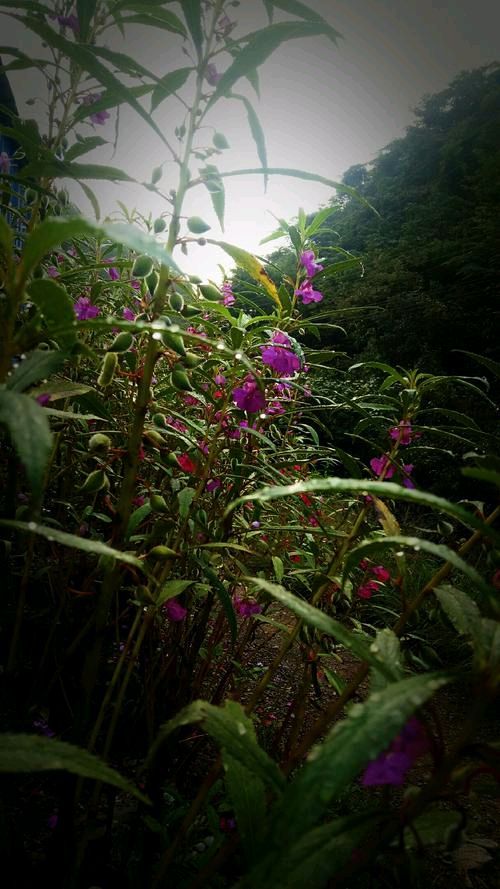 《古道野花》作者:流水【主播:悠闲】【桃源国际诗歌文化传媒】用声音传递温暖以诵读致敬人生♬（图5）