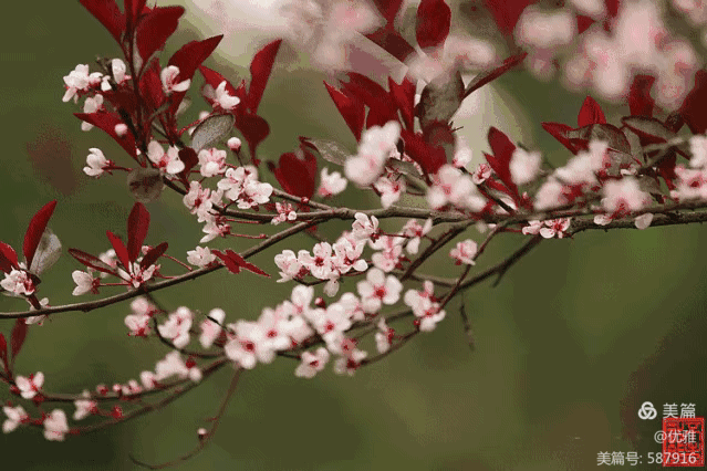九合唱和专辑第27期《春风》‖巴彦诗词楹联协会【660】（图6）