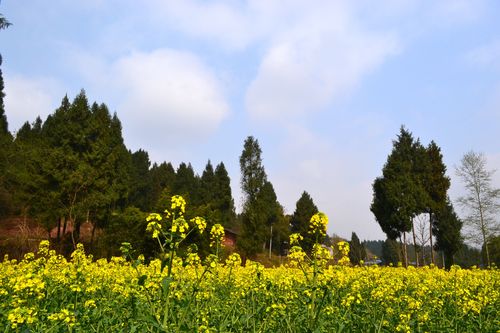 《惊蛰》作者:芦国柱【主播:长弓雅士】【桃源国际诗歌文化传媒】用声音传递温暖以诵读致敬人生♬（图6）