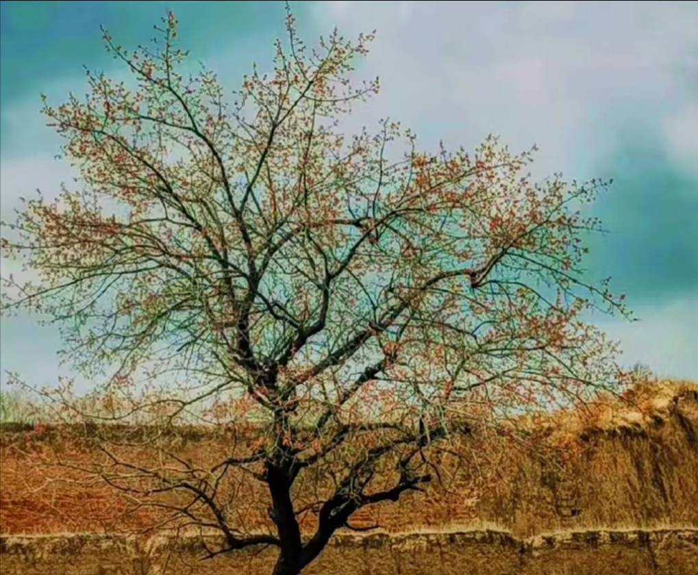 《那年除夕》作者/心如大海合诵/心如大海/胖姐姐 审核/李苹 音频制作/卿 主编/胡琴(图8)
