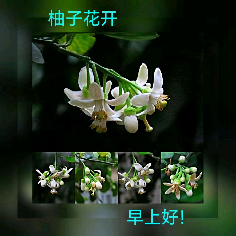 联机全球发布马洪武作品欣赏（图162）