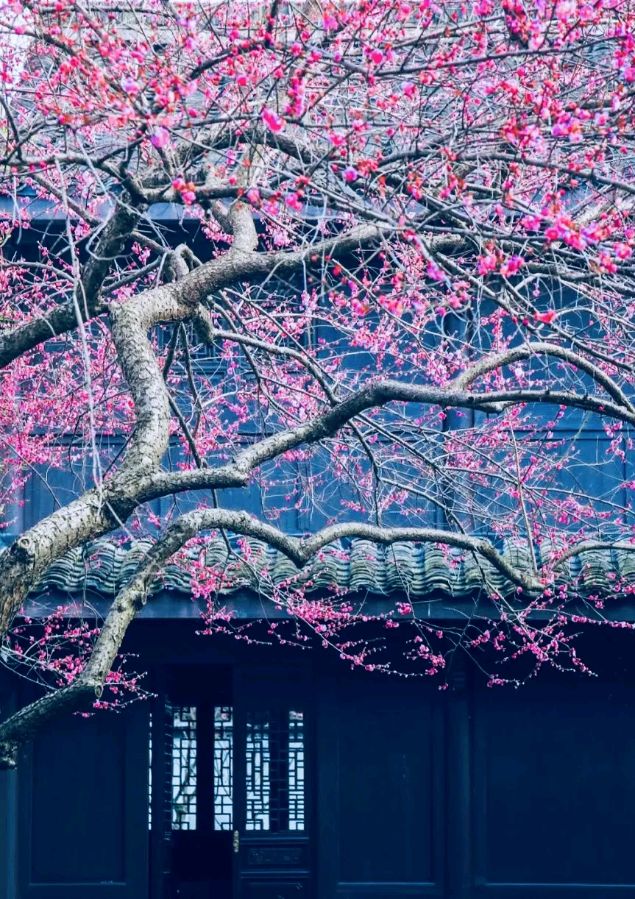 春天的脚步 ‖ 作者/王全新 朗诵/玫瑰伊人（图6）
