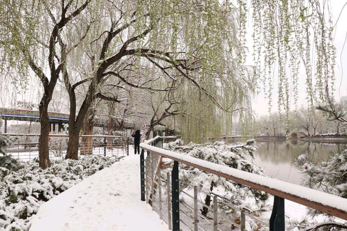 《春雪》作者/张维清 诵读/金南 编辑制作/雨杉【花雨馨声】第586期（图4）