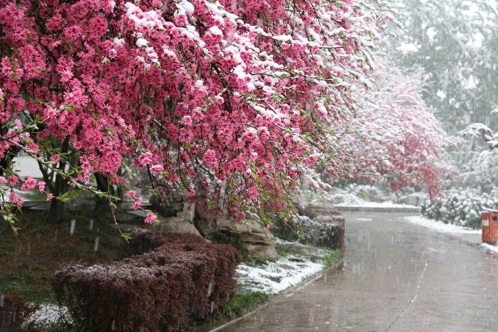 《春雪》作者/张维清 诵读/金南 编辑制作/雨杉【花雨馨声】第586期（图7）