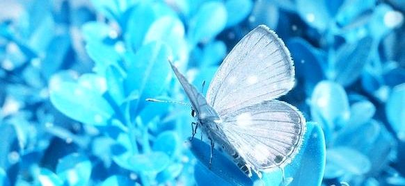 《冰蝴蝶 花蝴》作者/蓝天风 诵读/立力 编辑制作/青青【花雨馨声】第587期（图6）