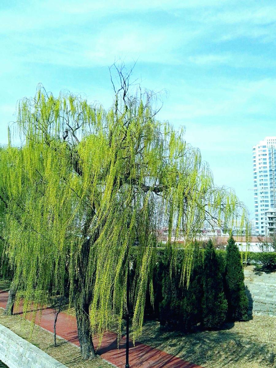 喜迎龙抬头～诗||李永康（图9）