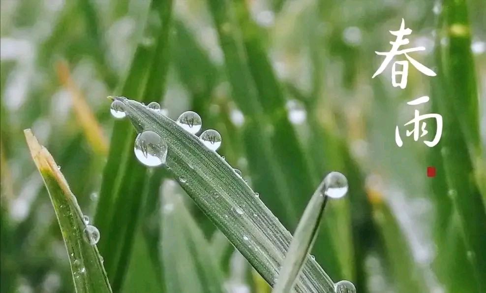 雨中情(图2)