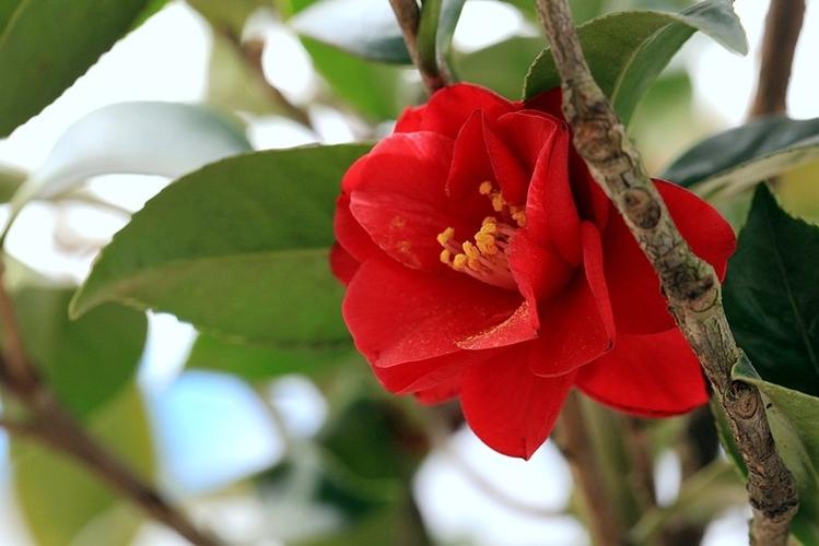 🌳最美生态散文集欣赏🌳《树下无言》厚朴(图2)
