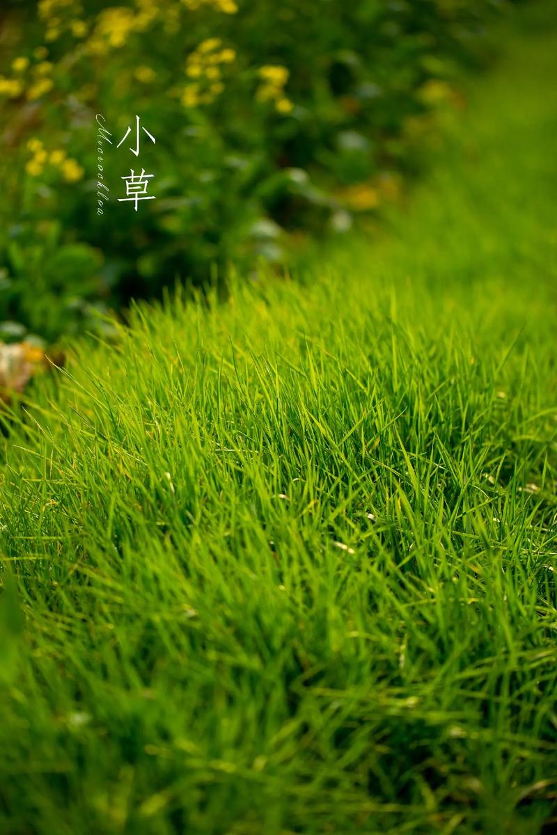 小草（组诗）诗||一农（图9）
