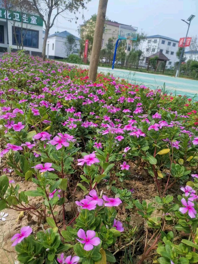 欣赏杨子钦老师诗.踏春（图2）