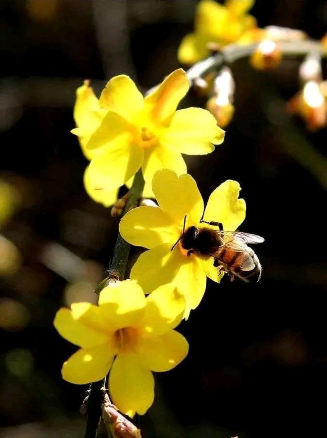 【荣耀中国】蜜蜂怨作者/柯昌钟（图3）