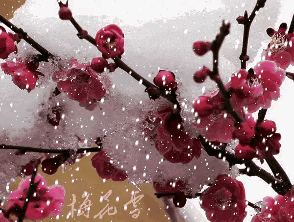 《现代著名诗人新作'女人花'》作者:田歌。朗读者:鲁冰花。[中国现代诗歌文化传媒]（图6）