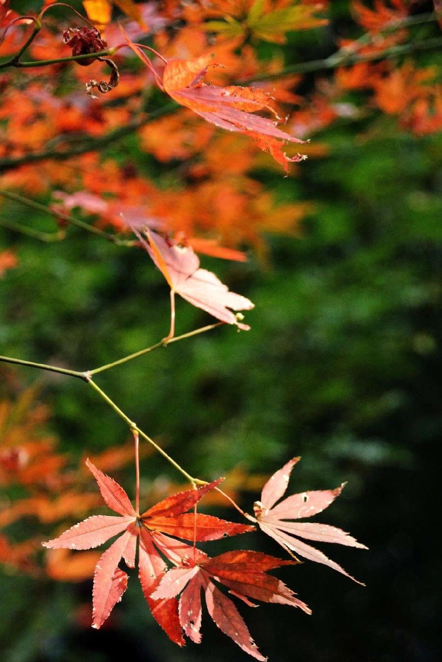 叶子的风采（组合）诗||王洪甲（图13）