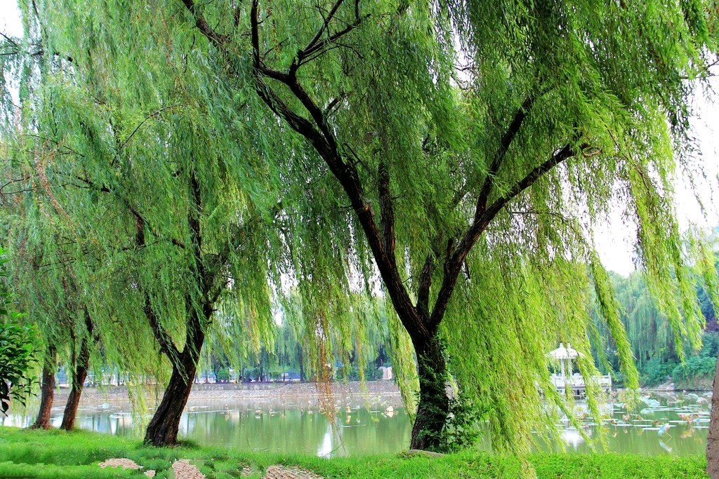 七绝•柳 文/张俊领（图3）