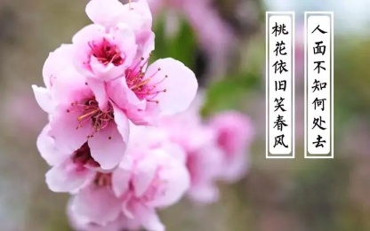 桃花依旧笑春风-文/丛林-西银/北京头条（图2）