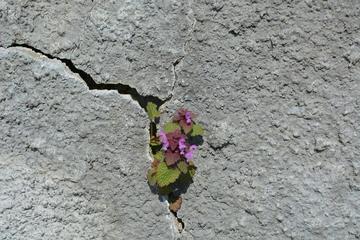 《开放在石阶缝隙间小小的花》作者:杨咏椿【主播:涛声依旧】【桃源国际诗歌文化传媒】用声音传递温暖以诵读致敬人生♬（图7）