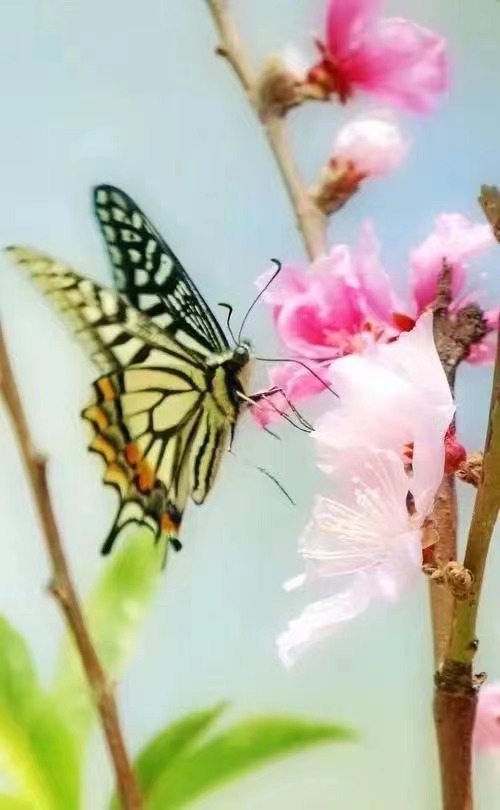 桃花（文/邱国政）……莲叶之珠文学社（图4）