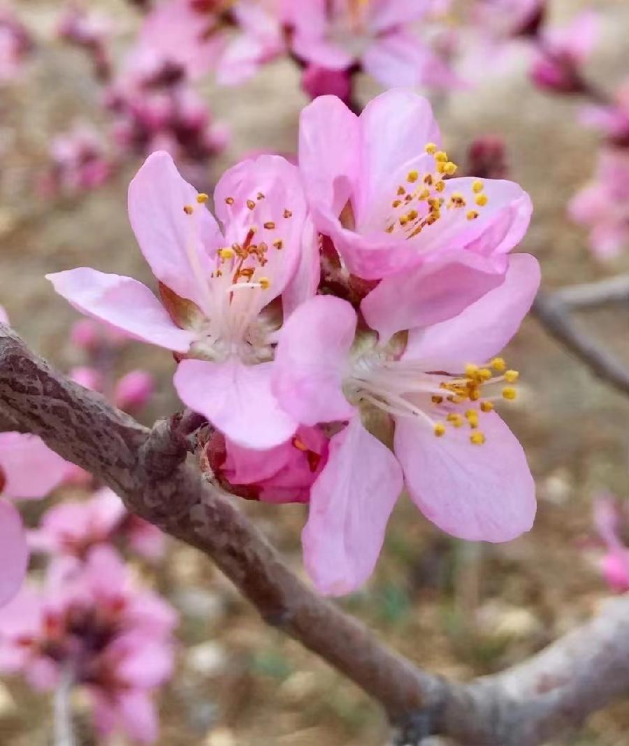 桃花（文/邱国政）……莲叶之珠文学社