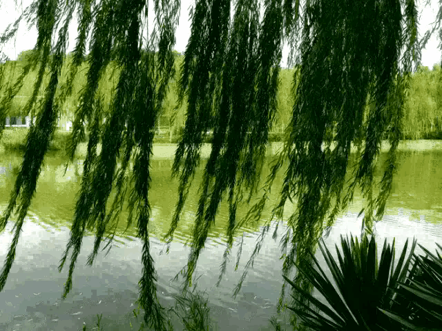 春潮赋(文/孙述考)……莲叶之珠文学社(图3)