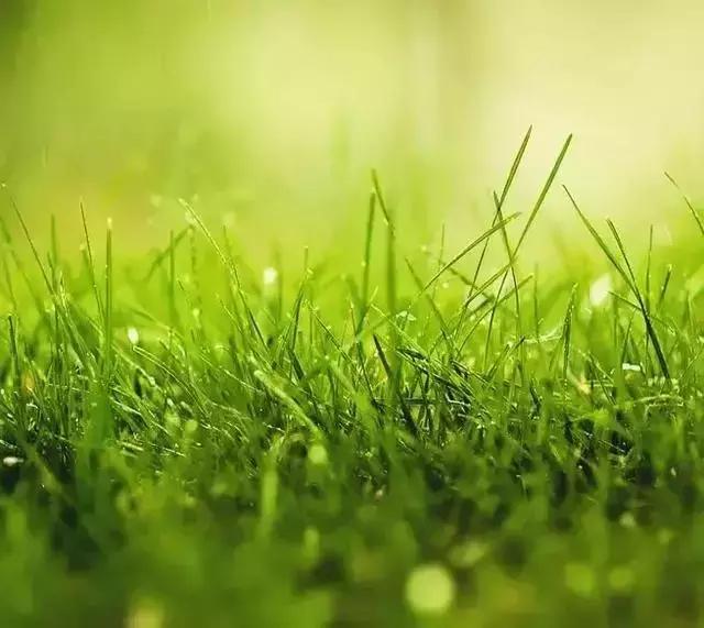 【海外诗译】精品双语朗诵《早春小诗三首》作者｜郑相豪、英译｜任诚刚、朗诵｜薇薇（图5）