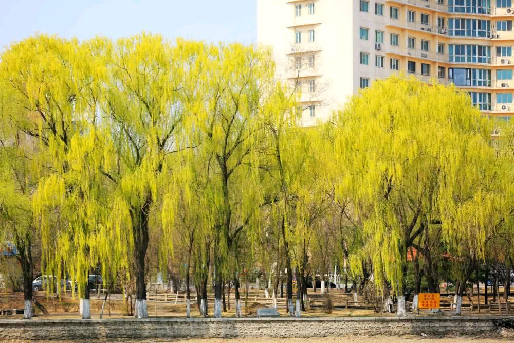 《七律'细雨迎春'，“换卡有思'，'小柳”现代古诗鉴赏》作者:郭小林。配乐:记录沈阳3月11日春雨。[中国现代诗歌文化传媒]（图7）