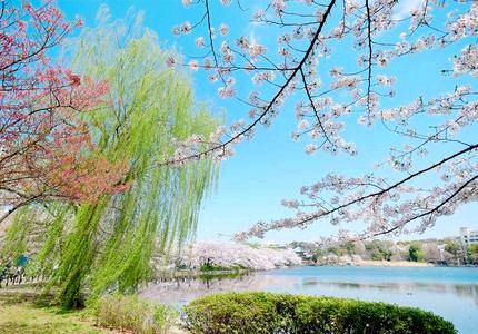 【新山东文学社】《甲辰新春咏赞（八首）》作者/王建群 主播/菊心拾雨（图3）