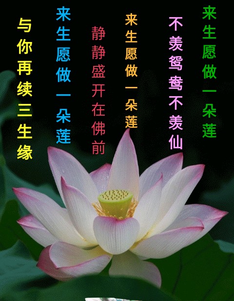 《三生愿》作者:龙游天下。朗读者:郭秀丽。[中国现代诗歌文化传媒]（图8）